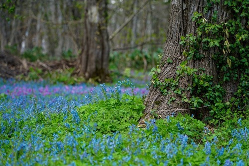 DSC00767.jpg