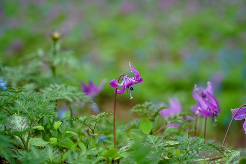 DSC00794.jpg
