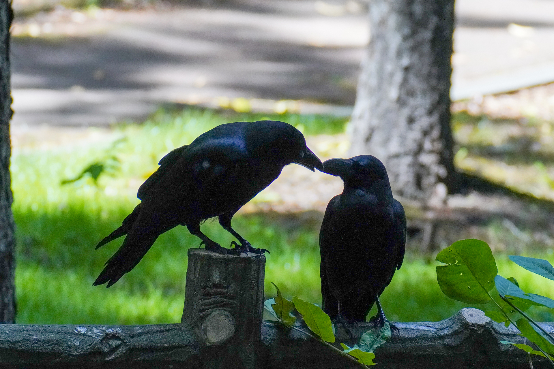 2羽のカラスが くちばしをそっと Gの涙 2羽のカラスが くちばしをそっと Gの涙