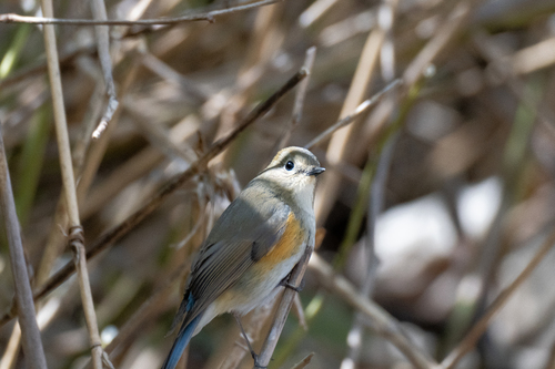DSC08627-1.jpg